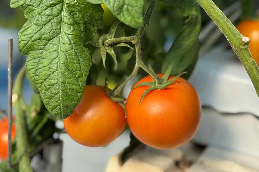 デリカファーム